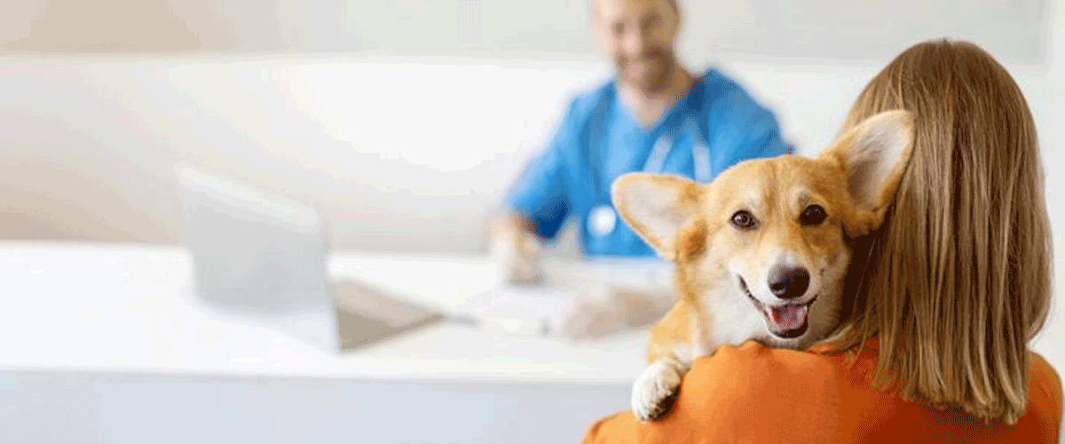 QubeHealth-Pay Expands into Pet Healthcare Through Partnership with Petos Insurance